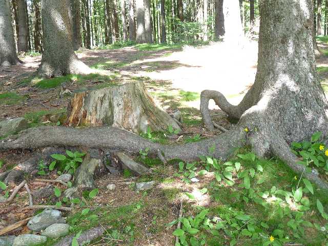 Chůdový strom